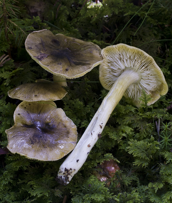 Tricholoma viridilutescens